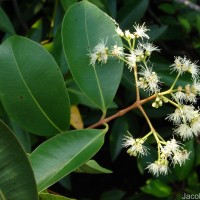 Syzygium caryophyllatum (L.) Alston